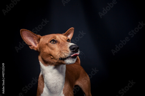 Basenji im Fotostudio schnappt nach essen. Hund fängt Treats und macht ein witziges gesicht. 