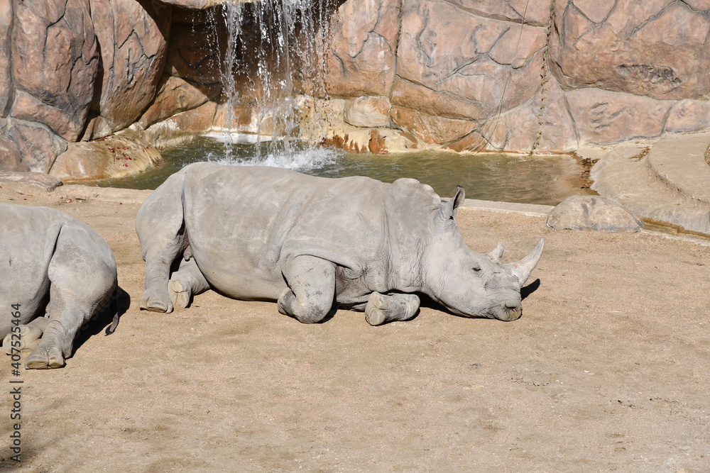Fototapeta premium Animals at the zoo 