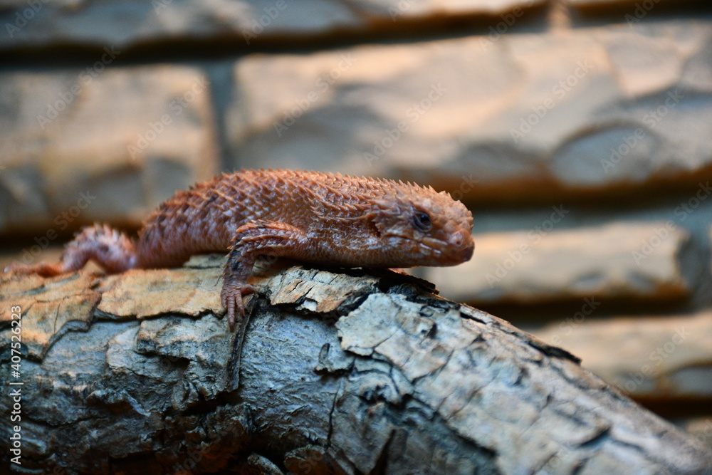 Fototapeta premium Animals at the zoo 