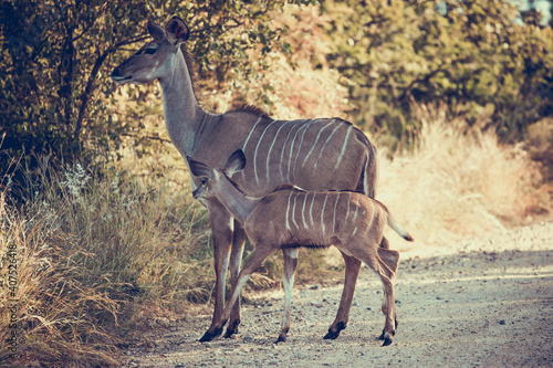 Kudu and baby