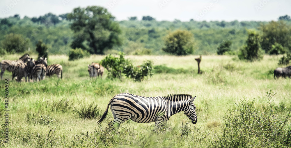 Obraz premium Zebra with baby