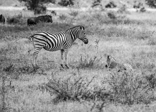 Zebra with baby B W