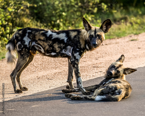 African wild dog