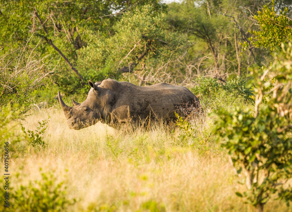 Rhino Rhino