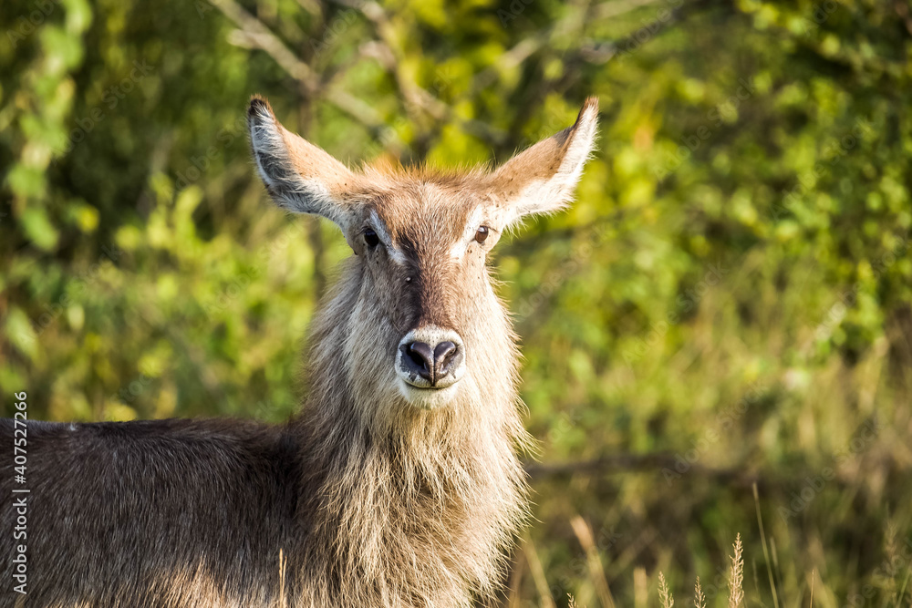 Female water buck Female water buck