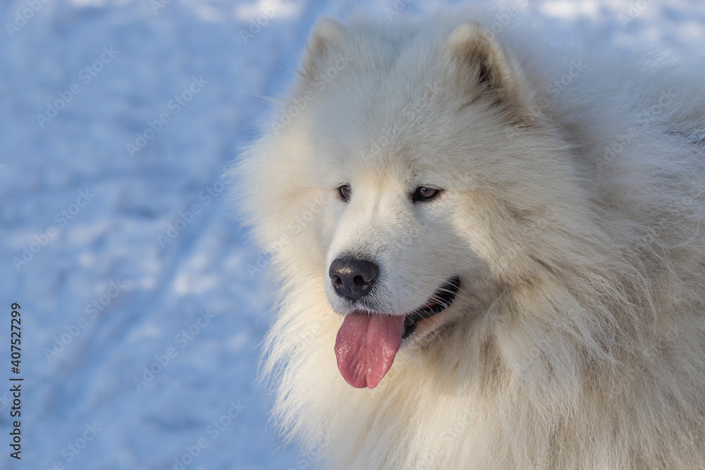 Portrait of a Samoyed - Samoyed beautiful breed Siberian white dog. Samoyed has his tongue out. There is snow in the background Portrait of a Samoyed - Samoyed beautiful breed Siberian white dog. Samoyed has his tongue out. There is snow in the background