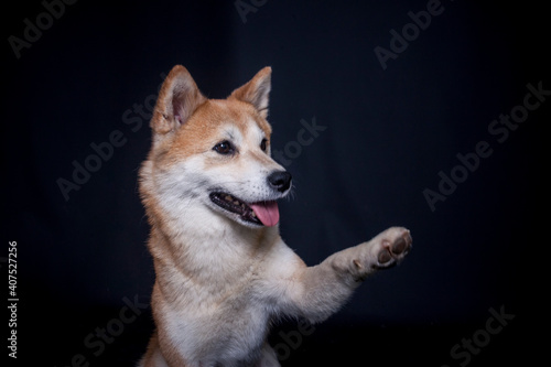 Shiba Inu hebt Pfote im Studio mit schwarzen Hintergrund.