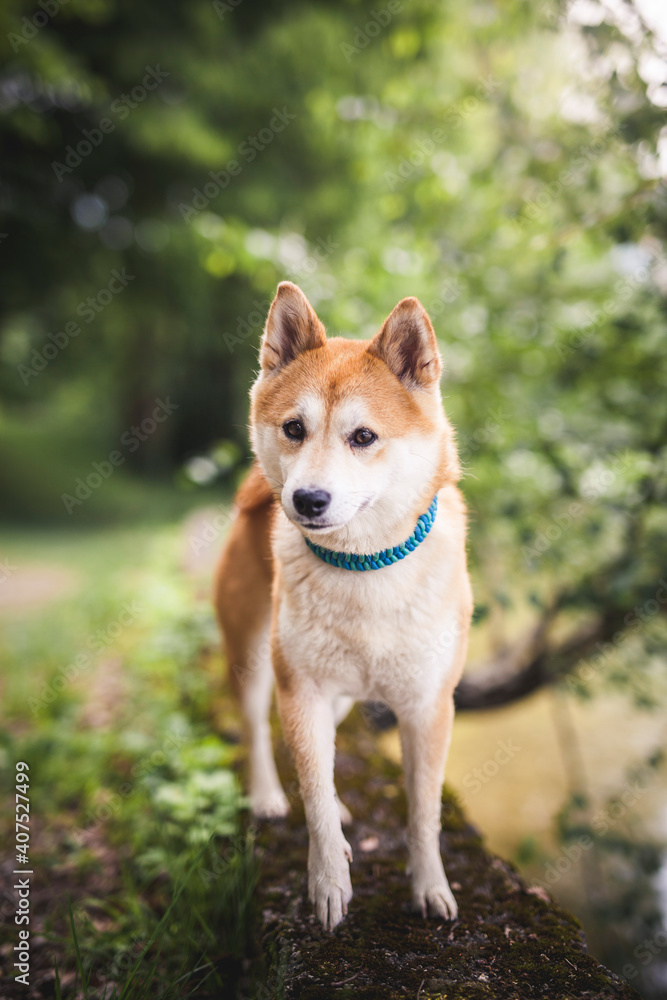 Shiba Inu auf einem Stein neben dem Wasser. Shiba Inu auf einem Stein neben dem Wasser.