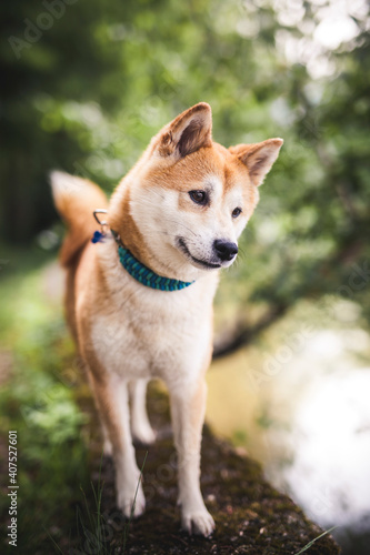 Shiba Inu auf einem Stein neben dem Wasser.