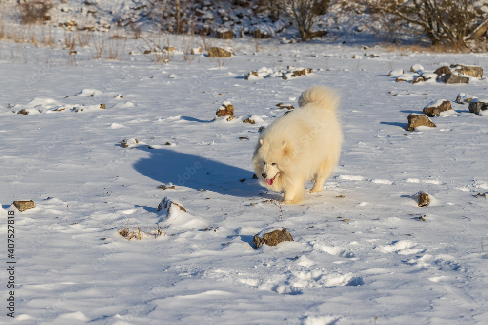 Samoyed - Samoyed beautiful breed Siberian white dog running in the snow. The dog's tongue is out, snow is flying around him. Samoyed - Samoyed beautiful breed Siberian white dog running in the snow. The dog's tongue is out, snow is flying around him.