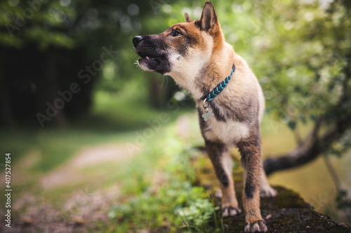 Shikoku steht im Park neben dem Wasser.