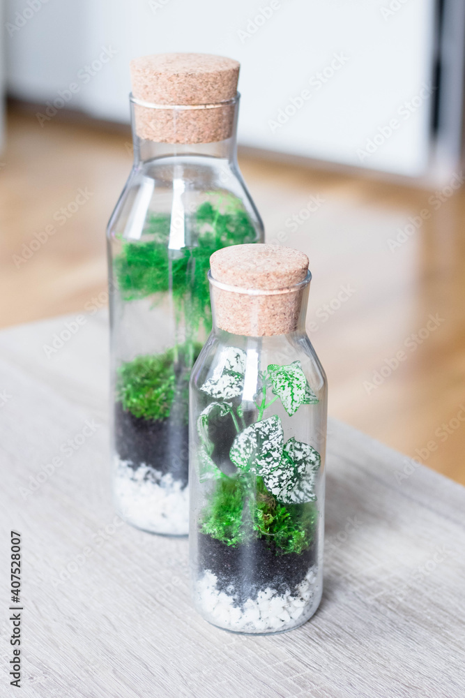 A two bottlegarden terrarium on a table (transparent decorative jars) forest in the glass A two bottlegarden terrarium on a table (transparent decorative jars) forest in the glass