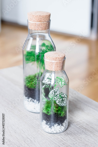 A two bottlegarden terrarium on a table (transparent decorative jars) forest in the glass
