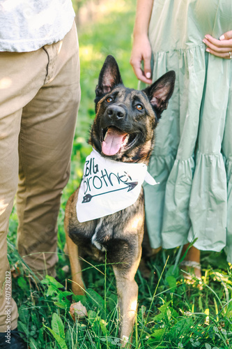 Young couple with their shepherd dog in a park, a dog is wearing a bandana saying big brother