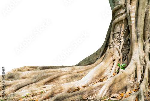 The trunk and roots of the old big tree with roots spread in complex patterns, making it a tree that grows well in the tropics. There is a cut path to change the white background to use.