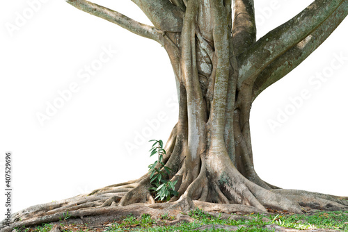 The Bodhi tree, taken in Thailand, is a tree that grows well in the tropics. This shot cut out the background and then added a white background. (image isolated) Can be used for any work.