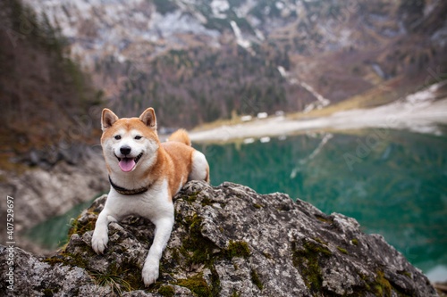 Shiba inu in den Österreichischen Alpen. Hund bei einem See in den Bergen.
Wunderschöne Landschaft mit japanischen Hund