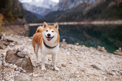 Shiba inu in den Österreichischen Alpen. Hund bei einem See in den Bergen. Wunderschöne Landschaft mit japanischen Hund