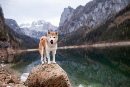 Shiba inu in den   sterreichischen Alpen. Hund bei einem See in den Bergen. Wundersch  ne Landschaft mit japanischen Hund