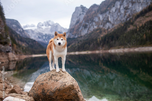 Shiba inu in den Österreichischen Alpen. Hund bei einem See in den Bergen.
Wunderschöne Landschaft mit japanischen Hund