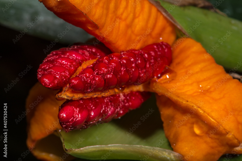 Fotografie Fire Ginger (Hedychium greenei) Fruits