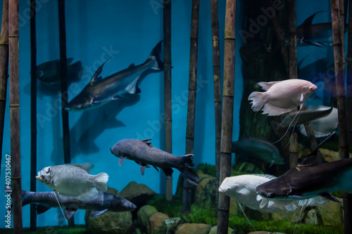 Albino giant gourami Osphronemus goramy and other fish in a freshwater aquarium photo