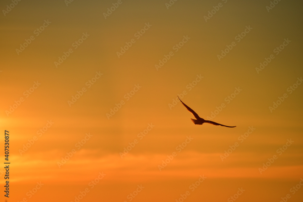 Fototapeta premium Silhouette of seagull in sunset sky, amazing photo