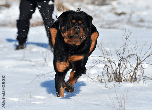 a serious rottweiler dog in the snow