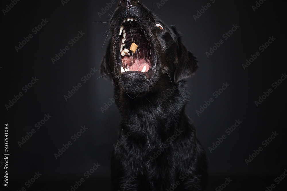Obraz premium Labrador Retriever im Fotostudio. Hund versucht essen zu fangen. Schwarzer Hund schnappt nach Treats und macht witziges Gesicht