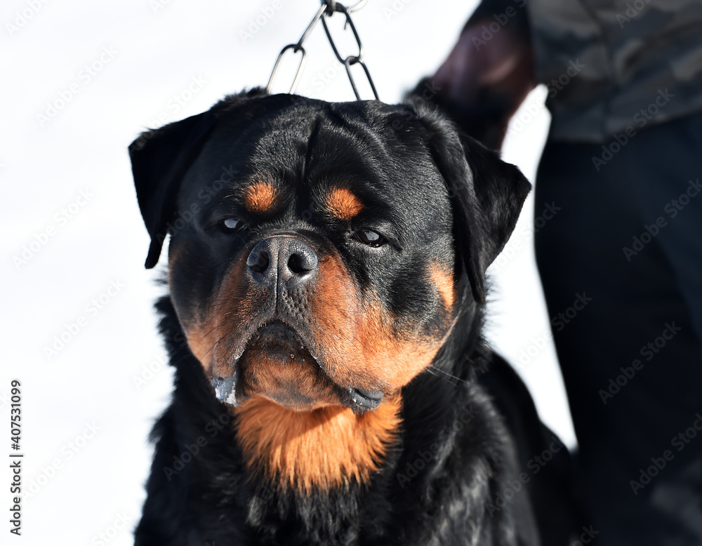 Obraz premium un serio rottweiler