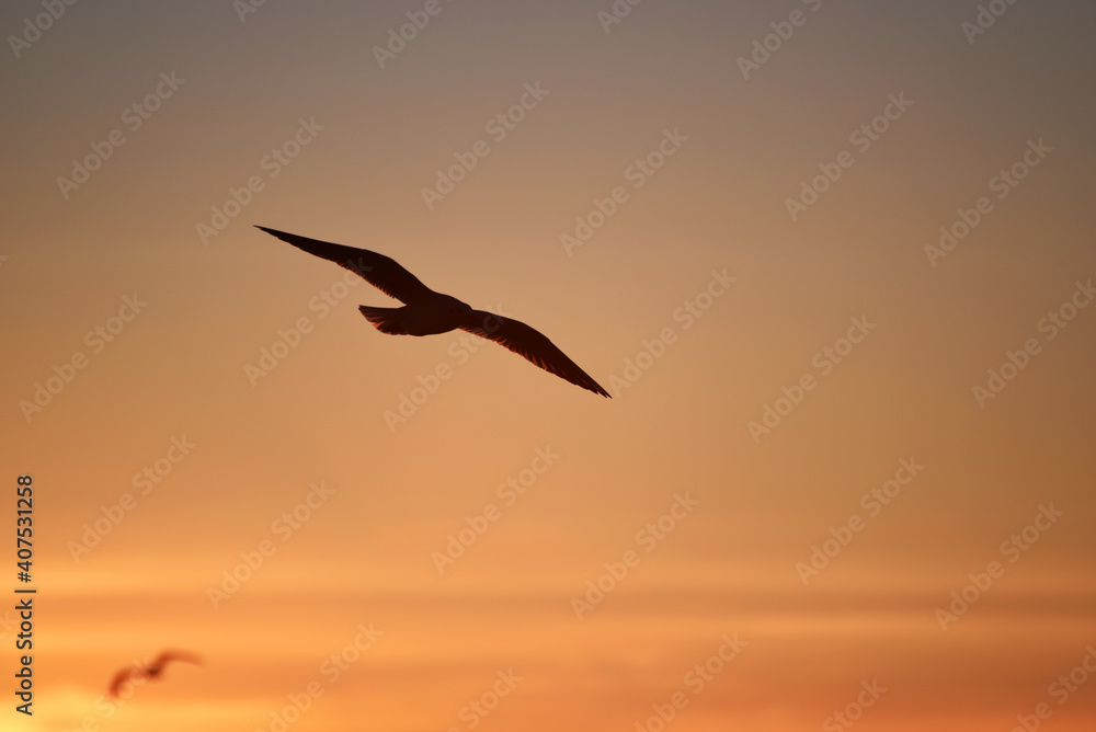 Silhouette of seagull in sunset sky, amazing photo Silhouette of seagull in sunset sky, amazing photo