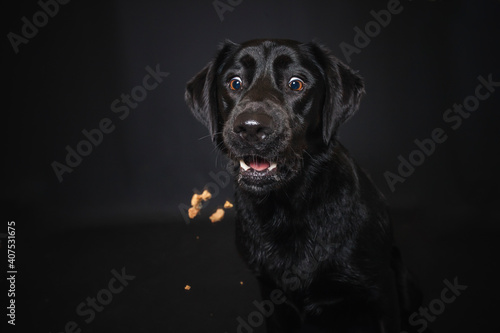 Labrador Retriever im Fotostudio. Hund versucht essen zu fangen. Schwarzer Hund schnappt nach Treats und macht  witziges Gesicht © lichtflut_photo