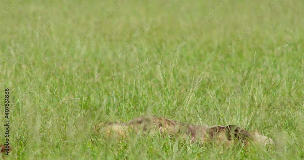 Two African Wild Dogs Fighting Each Another Two African Wild Dogs Fighting Each Another