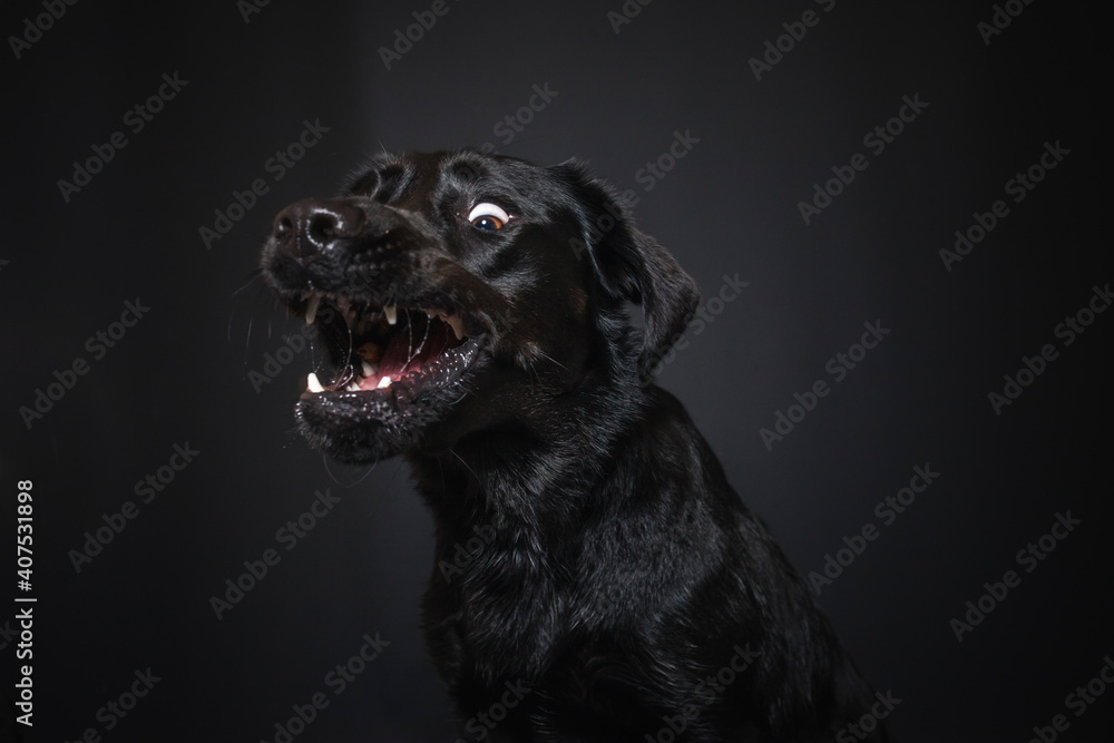 Labrador Retriever im Fotostudio. Hund versucht essen zu fangen. Schwarzer Hund schnappt nach Treats und macht  witziges Gesicht