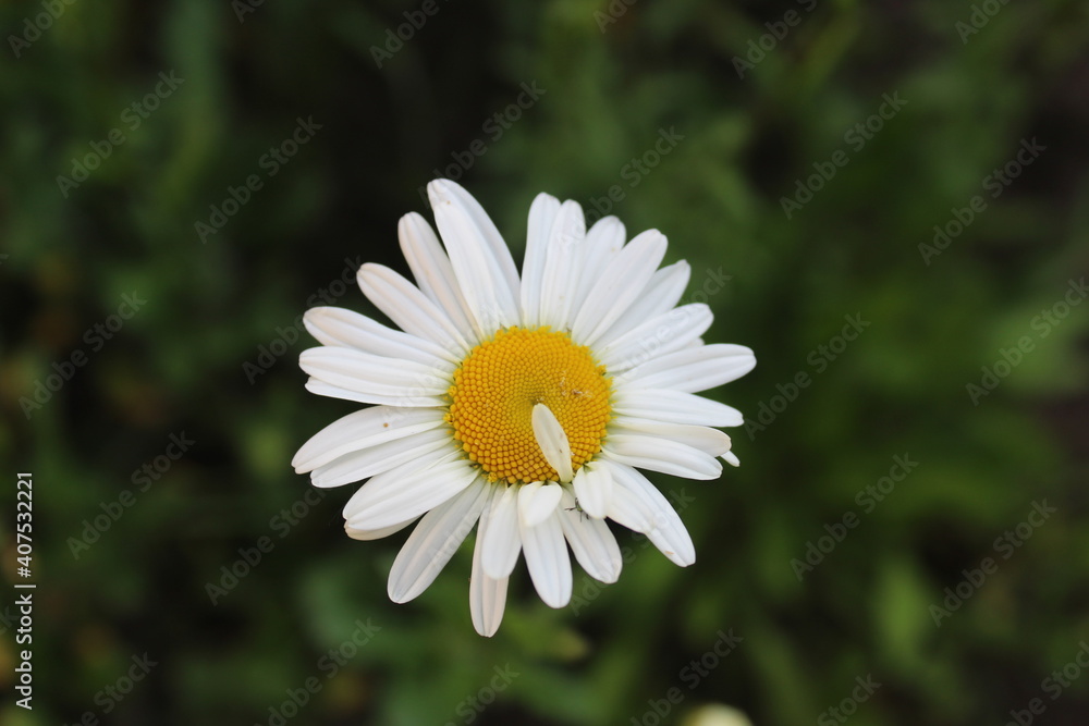 Flowers on the postcard daisy garden pharmacy is large plano on the side or top with small yellow petals and yellow bright middle with a copyspace Flowers on the postcard daisy garden pharmacy is large plano on the side or top with small yellow petals and yellow bright middle with a copyspace