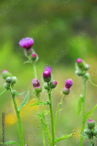 In the meadow among herbs blooms thistle (Carduus) .