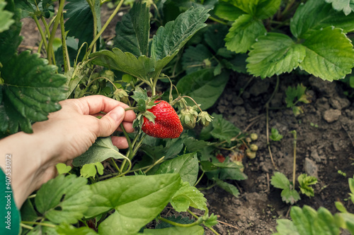 Female hand picking strawberries in the local farm