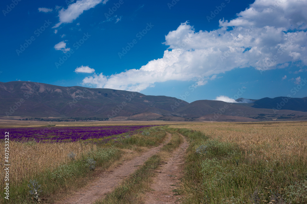 Dirt road landscape and beautiful cosmos of flower field