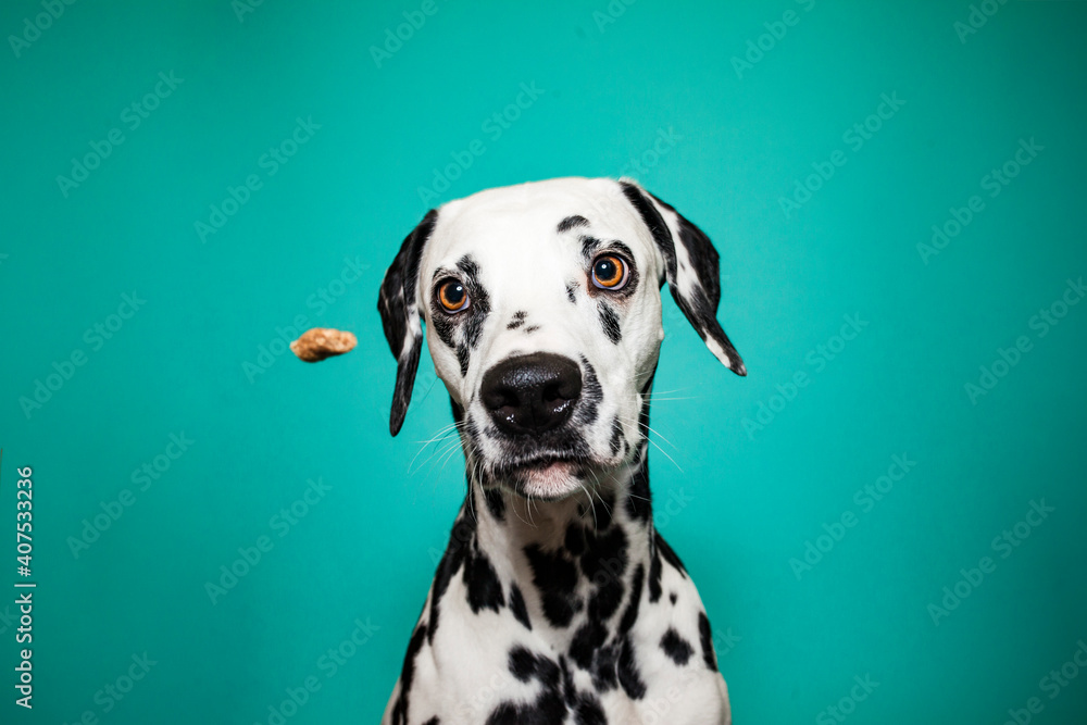 Dalamtiner im Studio versucht ein leckerli zu fangen. Hund schnappt nach essen und macht lustiges Gesicht