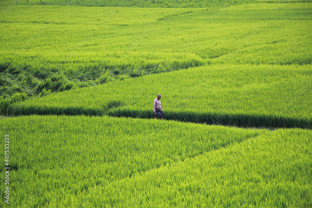 Green Field of rice plantation Green Field of rice plantation