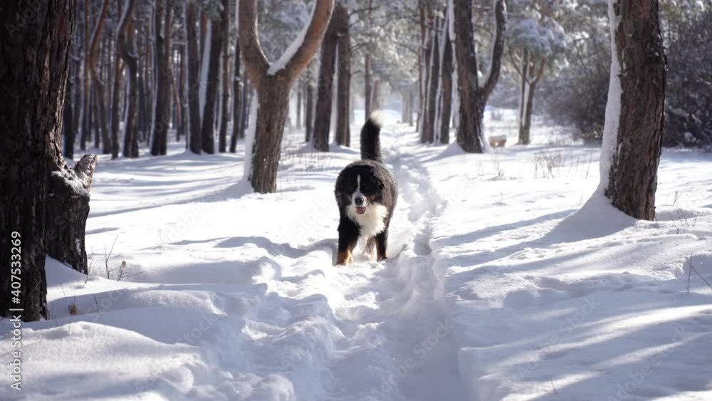 Bernese mountain dog covered with snow run through the snow drifts. Big fluffy dog Bernese mountain dog covered with snow run through the snow drifts. Big fluffy dog