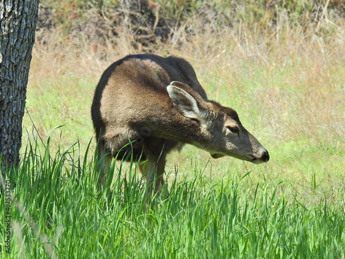 A mule deer doe spending her time in the tall grass that grows in the meadows of the Sequoia, Kings Canyon National Park, California. photo