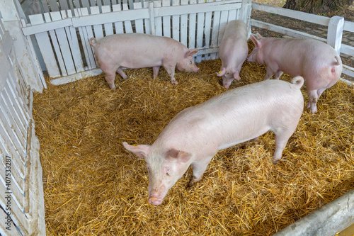 Pig Sty