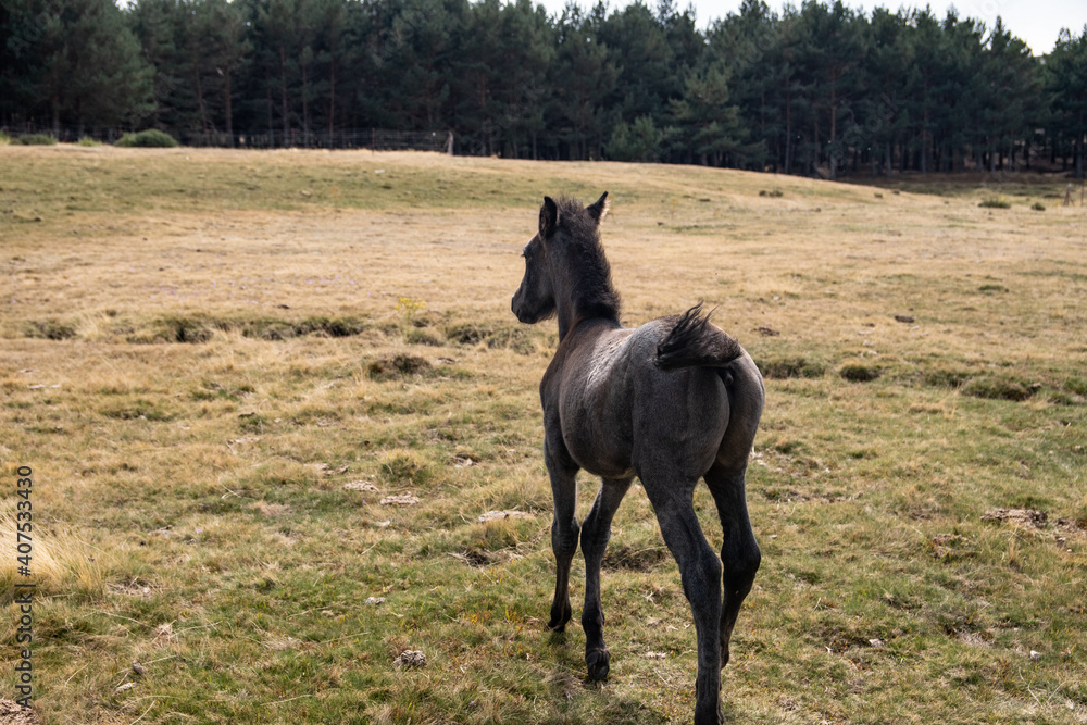 un caballo pequeño de color negro anda por el campo un caballo pequeño de color negro anda por el campo