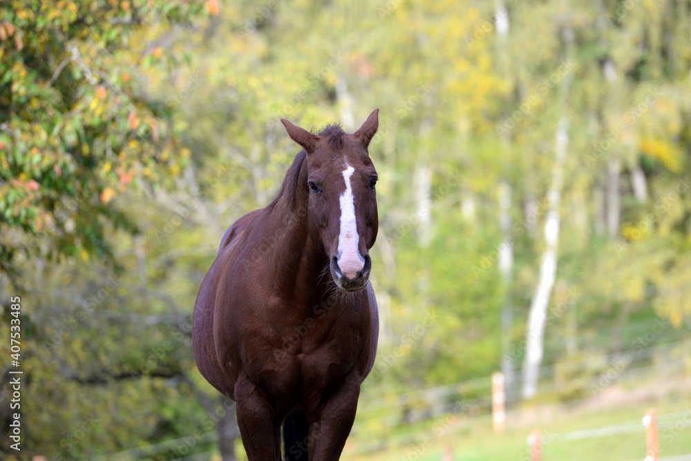Trauriges Pferd auf der Weide Trauriges Pferd auf der Weide
