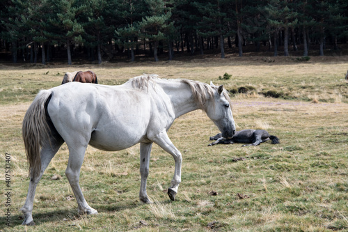 un caballo adulto de color blanco