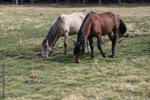 Dos caballos comen en el campo © David