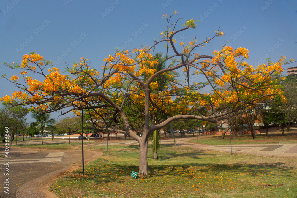 Naklejka premium tree in spring