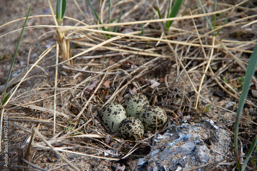 Four Semipalmated Plover (Charadrius semipalmatus) eggs in a nest surrounded by twigs near Arviat, Nunavut, Canada © Sophia