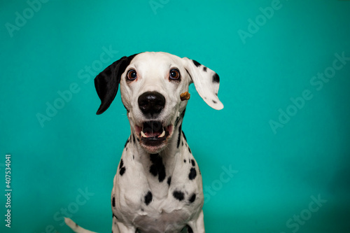 Dalamtiner im Studio versucht ein leckerli zu fangen. Hund schnappt nach essen und macht lustiges Gesicht © lichtflut_photo